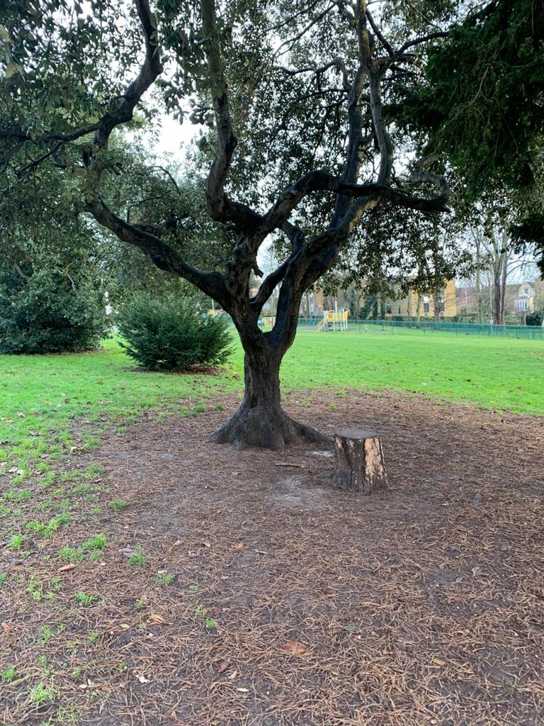 Evergreen holm oak tree