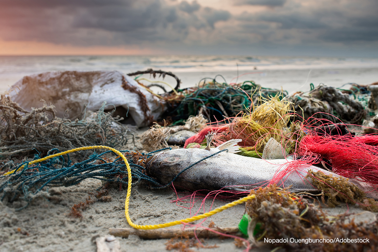 Dead fish on the beach with dirty plastic garbage photo with outdoor low sunset lighting.