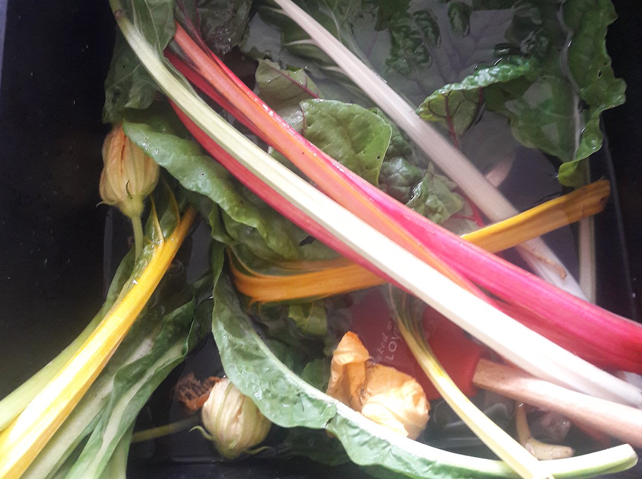 Rainbow chard grown in Ellington Park Ramsgate