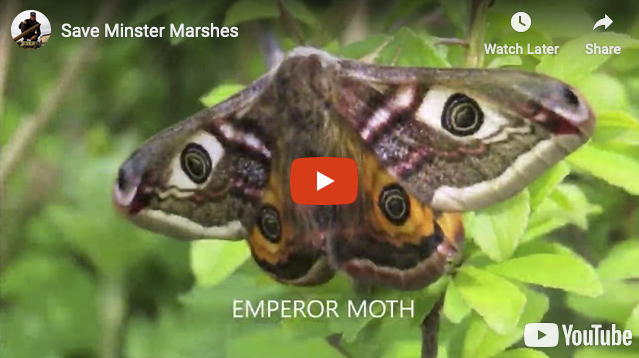 Photo of Emperor Moth taken in Minster Marshes by Keith Ross